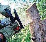 Best Tree Risk Assessment  in Wallington, NJ