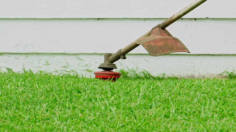 Best Tree Maintenance Programs  in Wallington, NJ