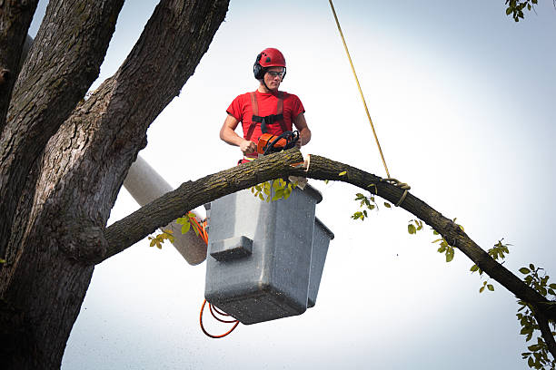 Professional Tree Services in Wallington, NJ