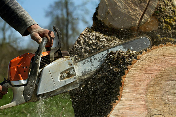 Best Arborist Consultation Services  in Wallington, NJ